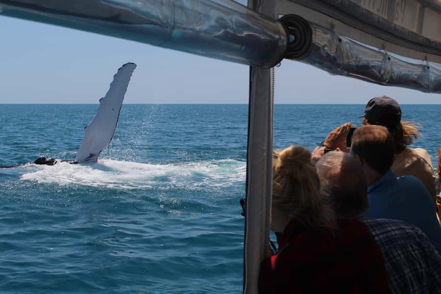 Hervey Bay: Ultimate Whale Watching Experience - Is the $84 price good value?