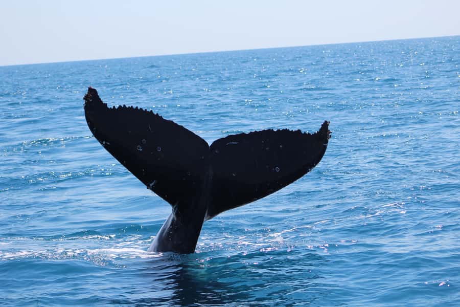 Hervey Bay: Ultimate Whale Watching Experience - Who should book this trip?