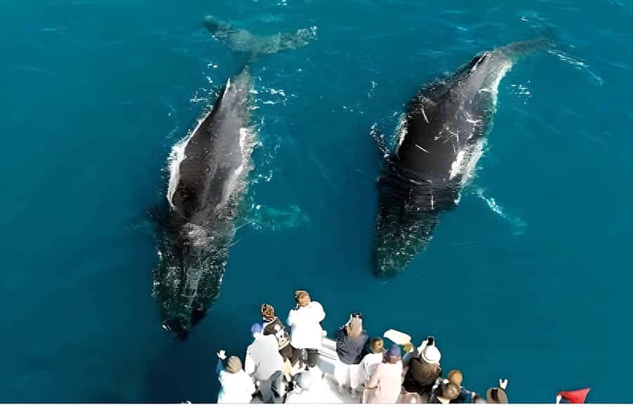 Hervey Bay Whale Odyssey Cruise - Why six hours matters in Platypus Bay