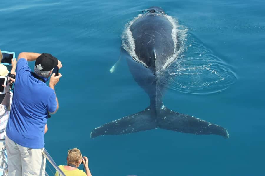Hervey Bay Whale Odyssey Cruise - Meals that make the $138 fare easier to justify