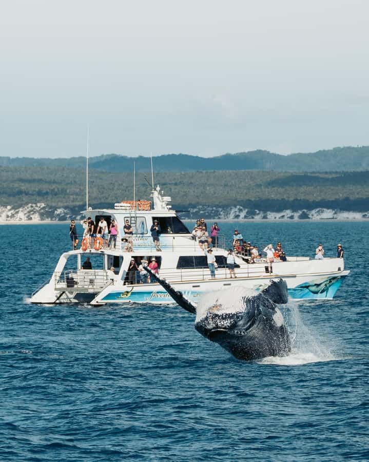 Hervey Bay Whale Odyssey Cruise - What the crew adds to the day