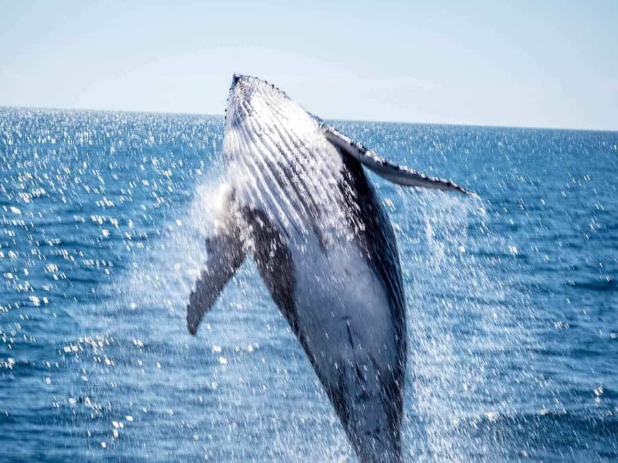 Hervey Bay Whale Odyssey Cruise - Who will enjoy this Hervey Bay cruise most