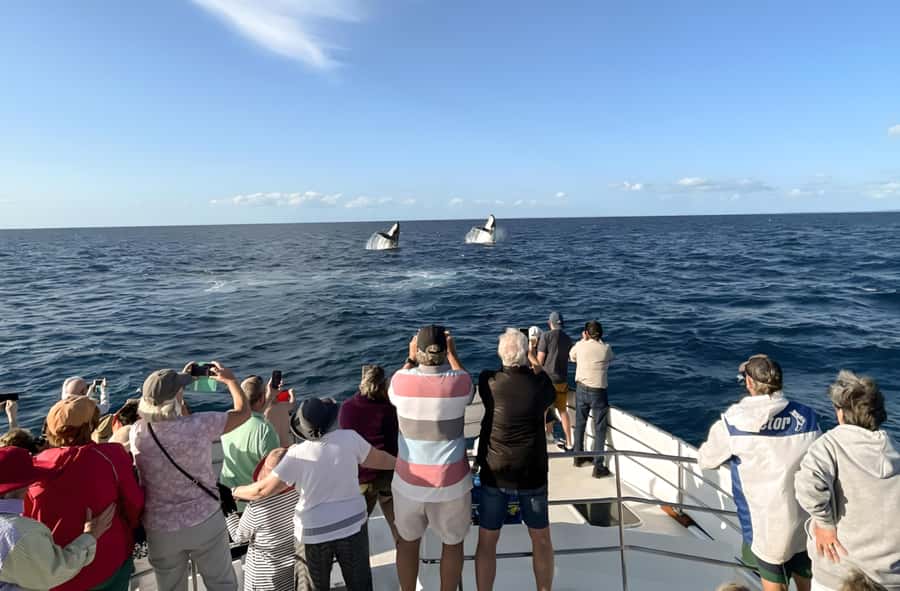 Hervey Bay Whale Odyssey Cruise - Cancellation and booking details to know
