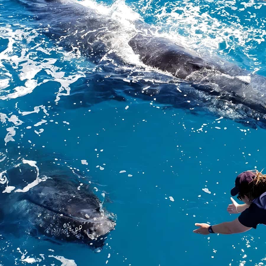 Hervey Bay Whale Odyssey Cruise - Should you book Freedom?