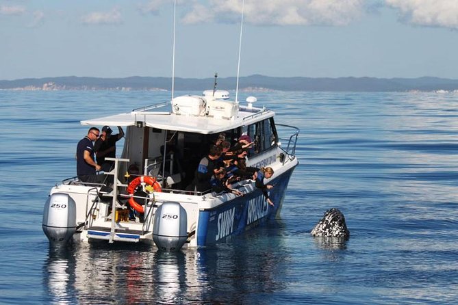Hervey Bay Whale Swim and Watch - Finding humpbacks and learning to read the water