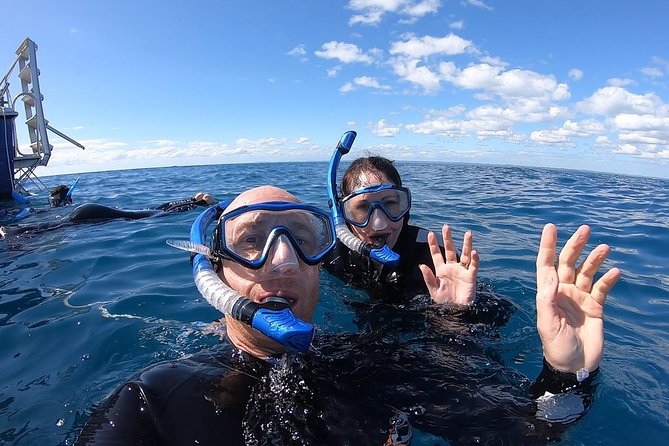 Hervey Bay Whale Swim and Watch - Small group, active crew, and the feel aboard