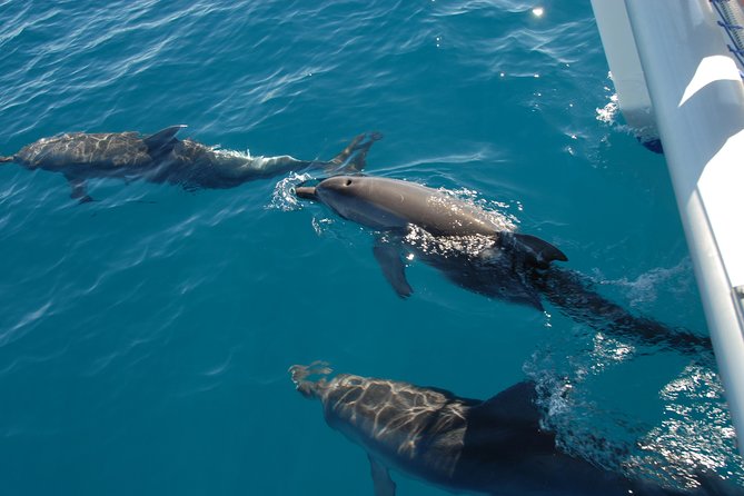 Hervey Bay Whale Swim and Watch - The main limitation: nature makes the decision