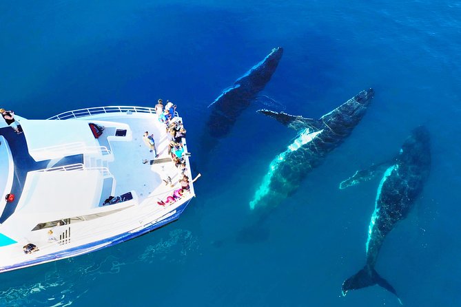 Hervey Bay Whale Watching Cruise - Key points to know before you book