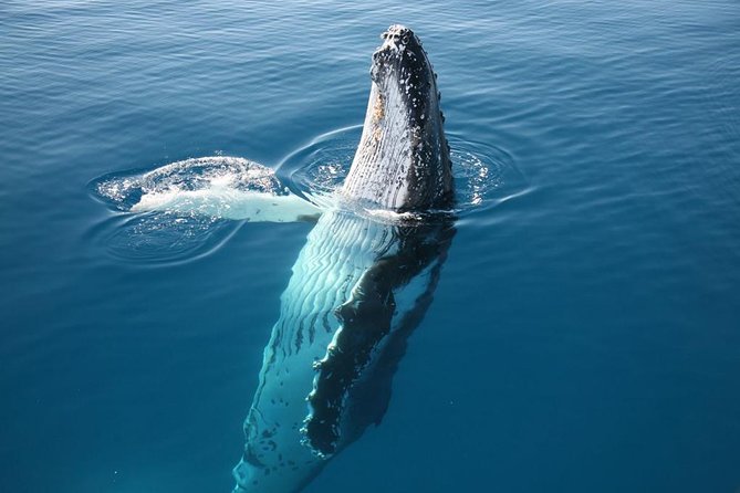 Hervey Bay Whale Watching Cruise - Food, comfort, and the four-hour rhythm