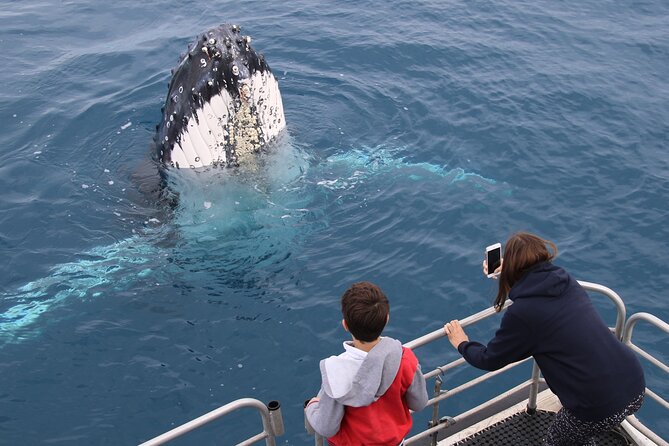 Hervey Bay Whale Watching Cruise - Why families may find this cruise manageable