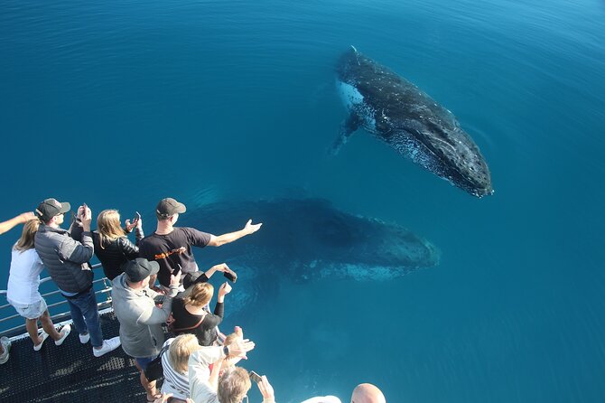 Hervey Bay Whale Watching Cruise - Crew service and the value of the commentary