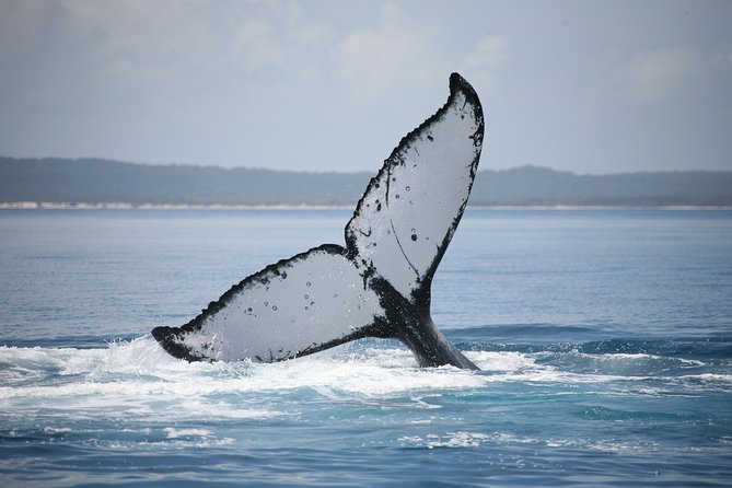 Hervey Bay Whale Watching Cruise - Price and the guarantee