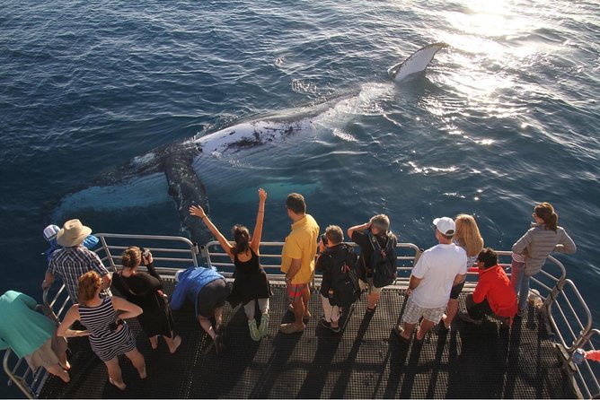 Hervey Bay Whale Watching Cruise - Who should book this experience
