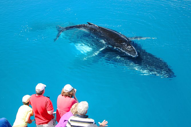 Hervey Bay Whale Watching Cruise - The ride out and the first whale search
