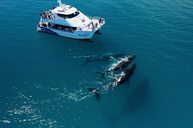 Hervey Bay Whale Watching Experience - Why Hervey Bay is such a good place for whales