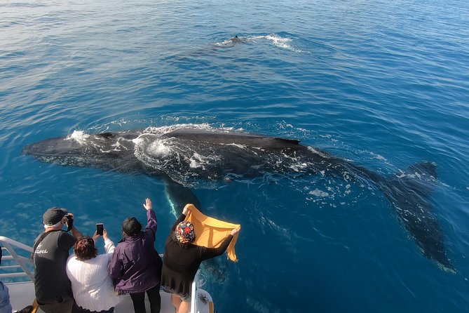 Hervey Bay Whale Watching Experience - Food, comfort, and the practical details