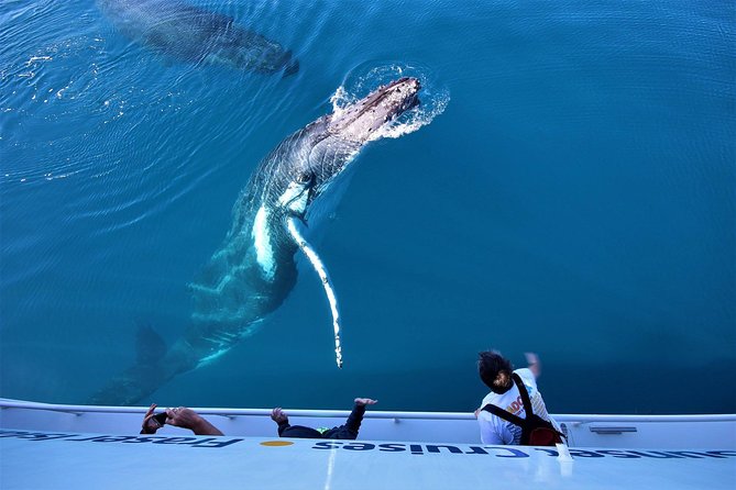 Hervey Bay Whale Watching Experience - What happens if conditions are poor