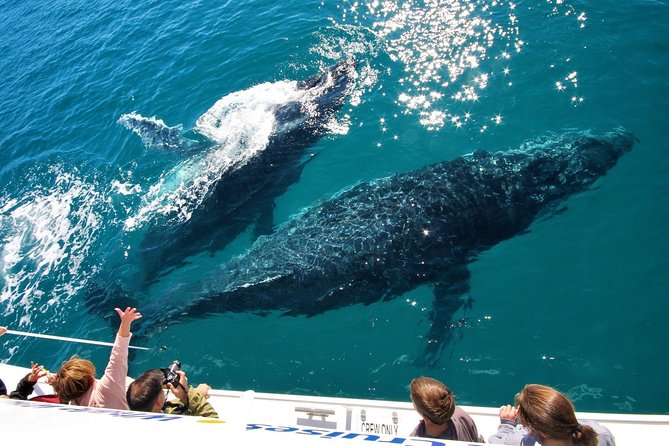 Hervey Bay Whale Watching Experience - Platypus Bay and the main whale encounter