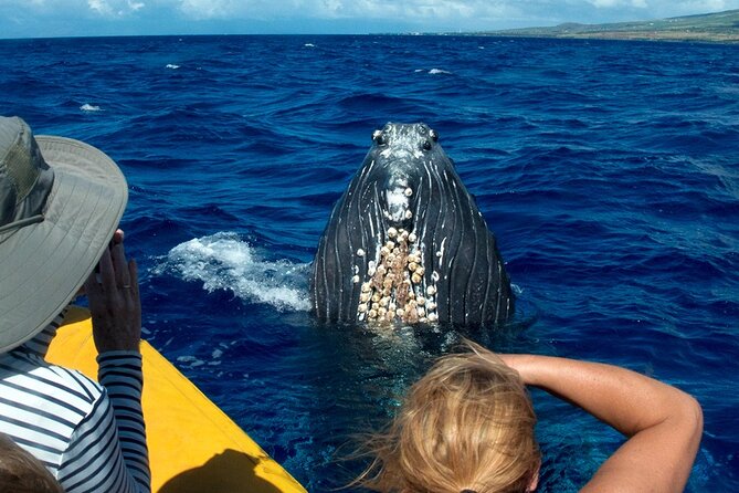 HIGH QUALITY Whale Watch Adventure Aboard Luxury Super Raft - Why the Super Raft changes the whale-watching experience