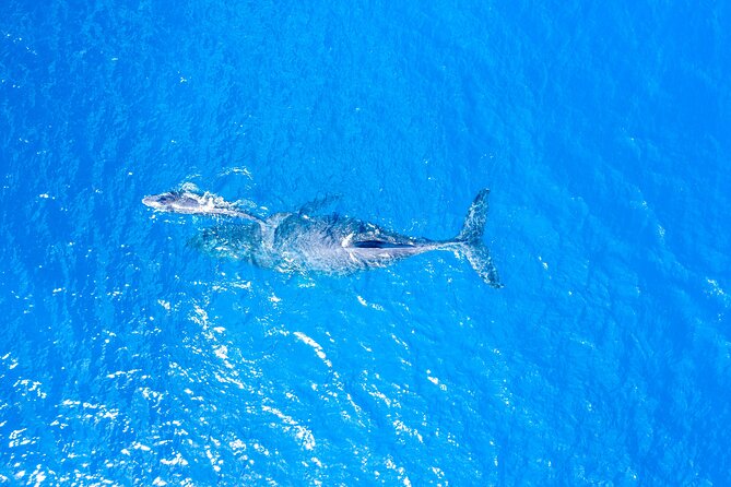 HIGH QUALITY Whale Watch Adventure Aboard Luxury Super Raft - Timing, weather, and cancellation details