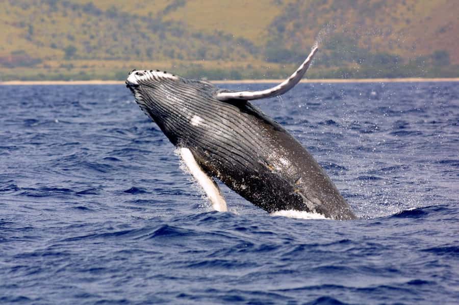 Hilo: Humpback Whale-Watching Cruise with Snacks and Drinks - Key points to know before booking