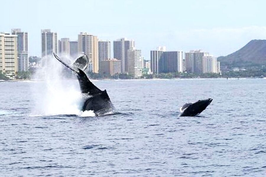 Honolulu, Oahu: Waikiki Whale Watching Cruise - Key points to know before you book