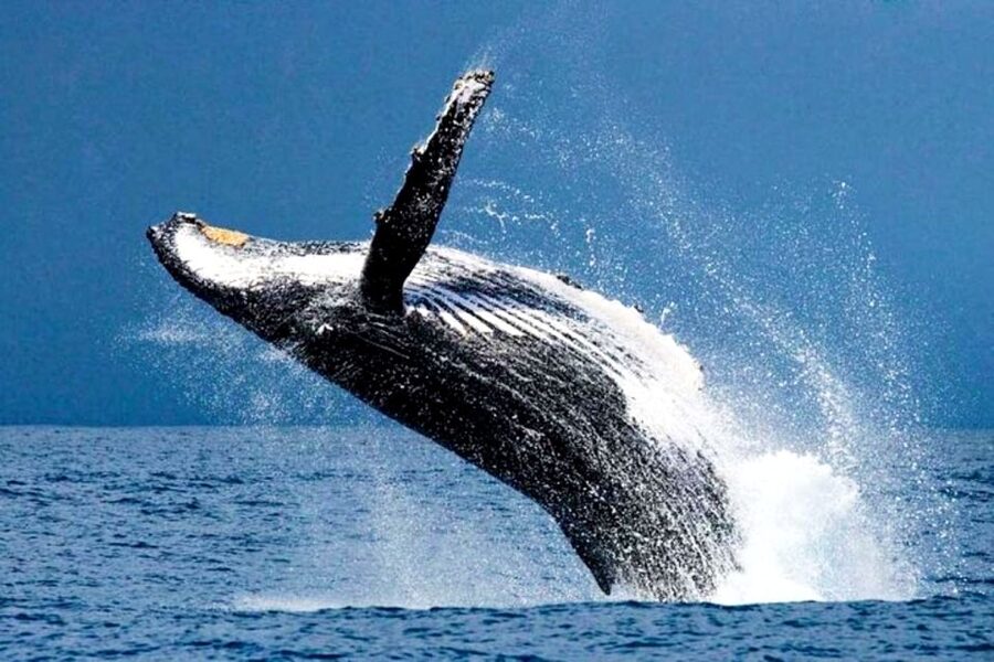 Honolulu, Oahu: Waikiki Whale Watching Cruise - Leaving Kewalo Basin for open water