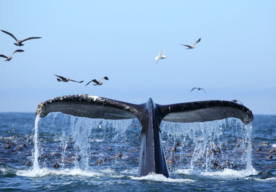 Honolulu, Oahu: Waikiki Whale Watching Cruise - Searching for humpback whales off Oahu