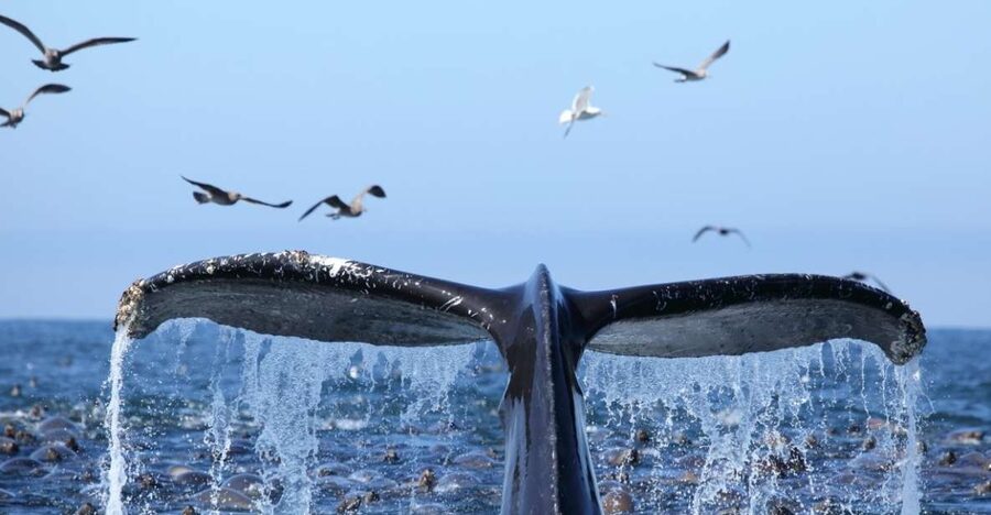 Honolulu, Oahu: Waikiki Whale Watching Cruise - The best reason to book early in your Oahu stay