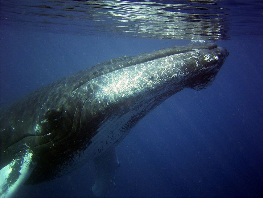 Honolulu, Oahu: Waikiki Whale Watching Cruise - Why the Ocean Intrigue works for whale watching