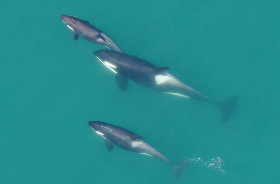 Hoonah: Icy Strait Whale Watch with Drone Filmography - Key points to know before you book