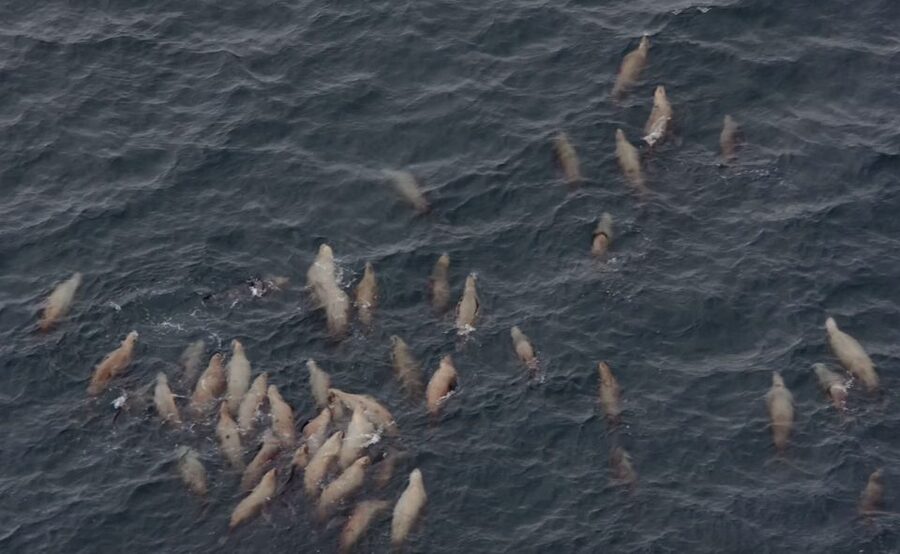 Hoonah: Icy Strait Whale Watch with Drone Filmography - Who will get the most from this trip