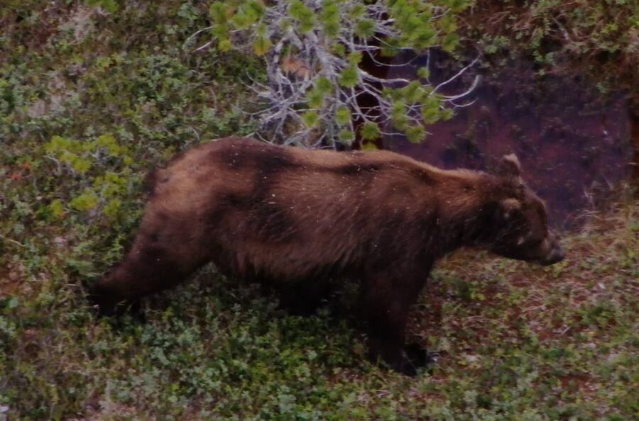 Hoonah: Icy Strait Whale Watch with Drone Filmography - Three hours among Icy Strait wildlife
