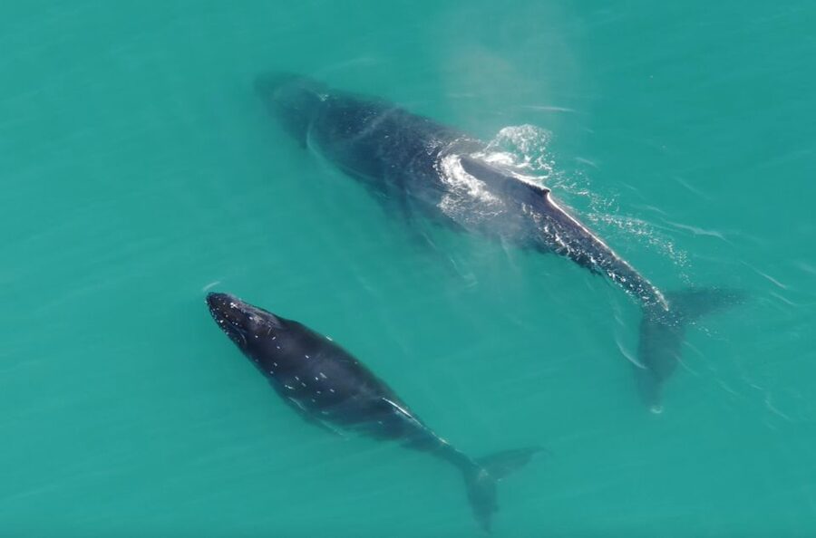 Hoonah: Icy Strait Whale Watch with Drone Filmography - Captain Josh and the guiding style