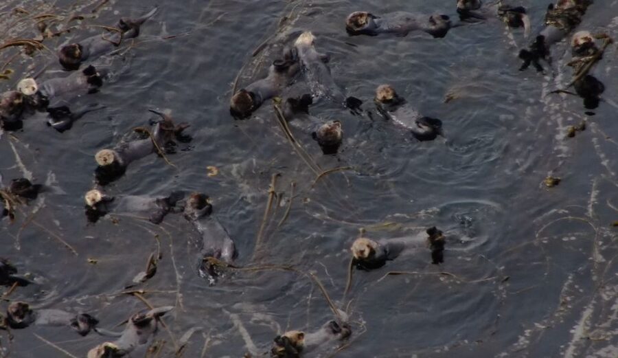 Hoonah: Icy Strait Whale Watch with Drone Filmography - A comfortable boat with room to watch