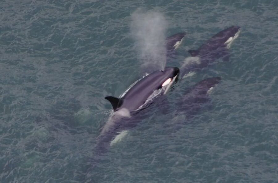 Hoonah: Icy Strait Whale Watch with Drone Filmography - Timing the excursion around your cruise