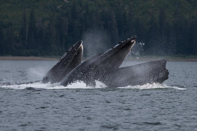Hoonah Whale Tours in Icy Strait - A smooth start from Icy Strait Point