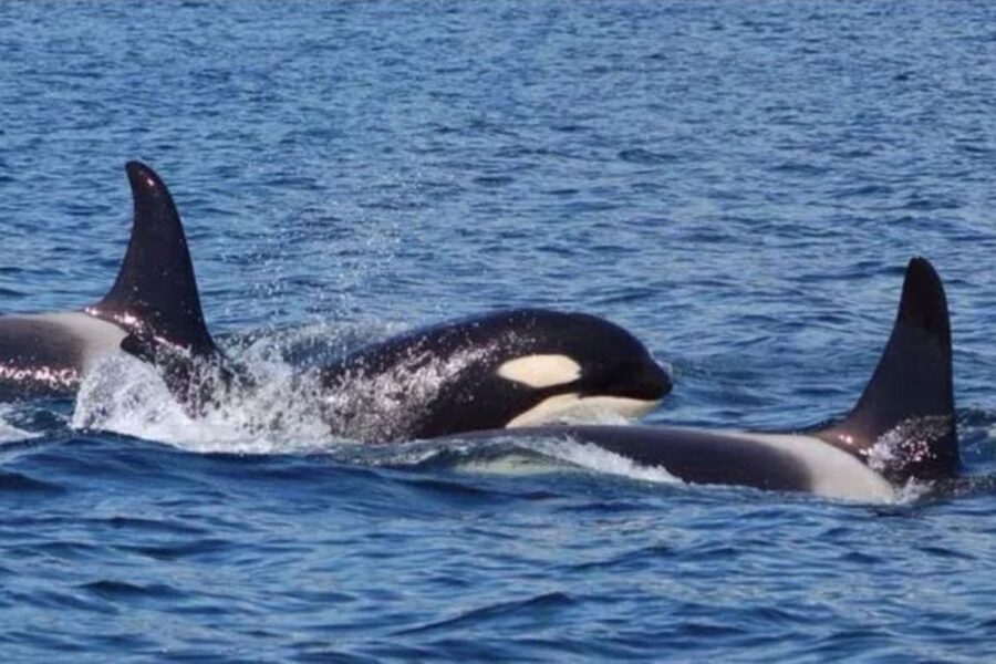 Hoonah: Whale Watching Cruise - Why Hoonah Is a Strong Place for Whale Watching