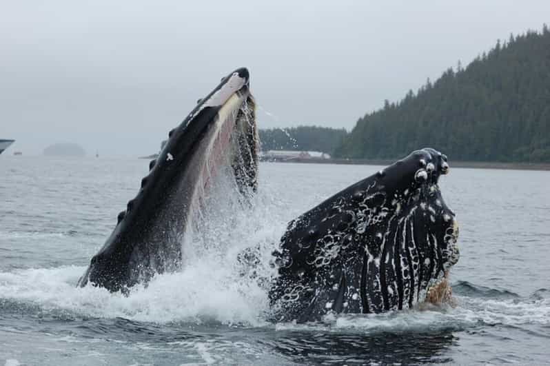 Hoonah: Whale Watching Cruise - Humpbacks, Orcas, and Smaller Marine Life
