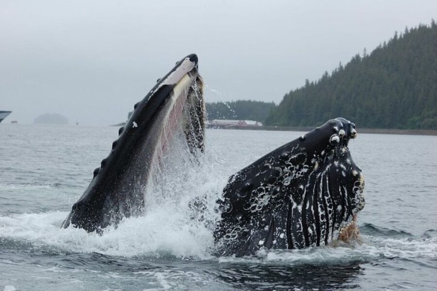 Hoonah: Whale Watching Cruise - Is $225 a Fair Price?