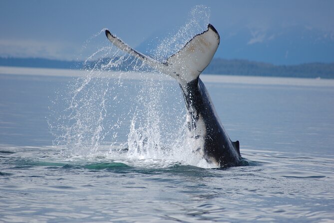 Hoonah Whale-Watching Cruise - Near Icy Strait Point - The wildlife you are most likely to remember