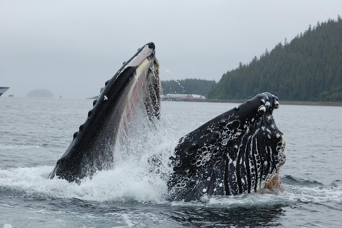 Hoonah Whale-Watching Cruise - Near Icy Strait Point - Is the $225 price good value?