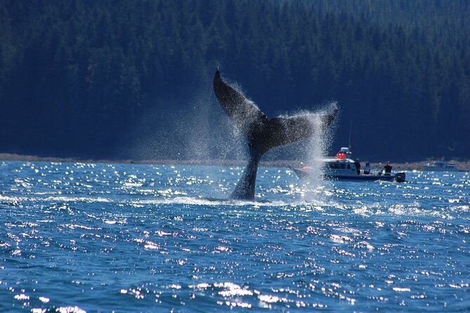 Hoonah Whale-Watching Cruise - Near Icy Strait Point - Who should book this cruise?