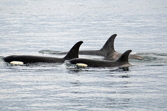 Hoonah Whale-Watching Cruise - Near Icy Strait Point - Timing, cancellation, and practical planning