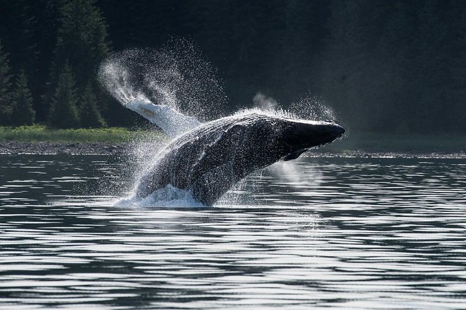Hoonah Whale-Watching Cruise - Near Icy Strait Point - From Icy Strait Point to the Hoonah waterfront
