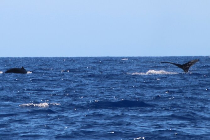 Humpback Whale and Dolphin Watch in Kona - A small boat with a big ocean view