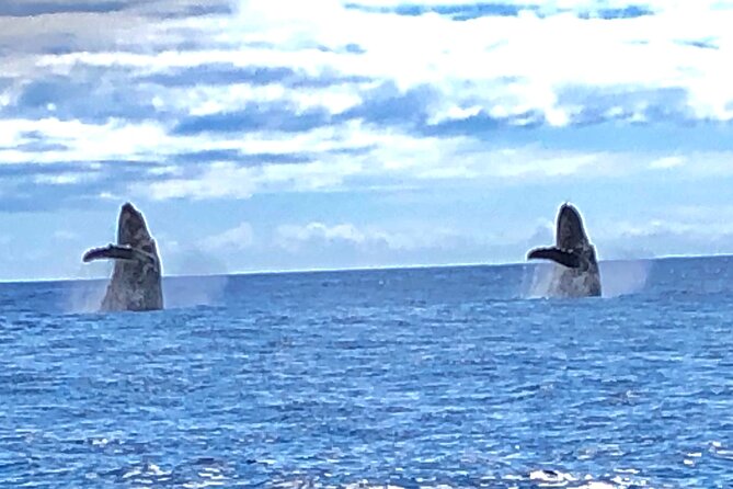 Humpback Whale and Dolphin Watch in Kona - What you can see in each season