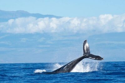 Humpback Whale and Dolphin Watch in Kona