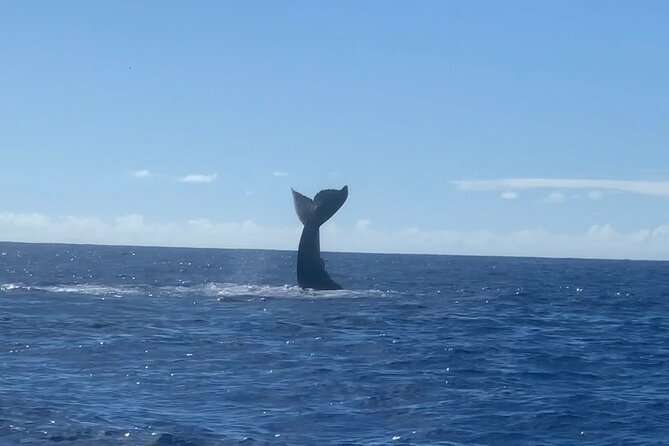 Humpback Whale and Dolphin Watch in Kona - Hearing whales through the hydrophone