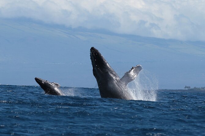 Humpback Whale and Dolphin Watch in Kona - The crew makes the difference